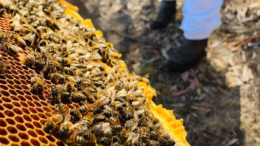 Ben's Bees, beekeeping, beehives