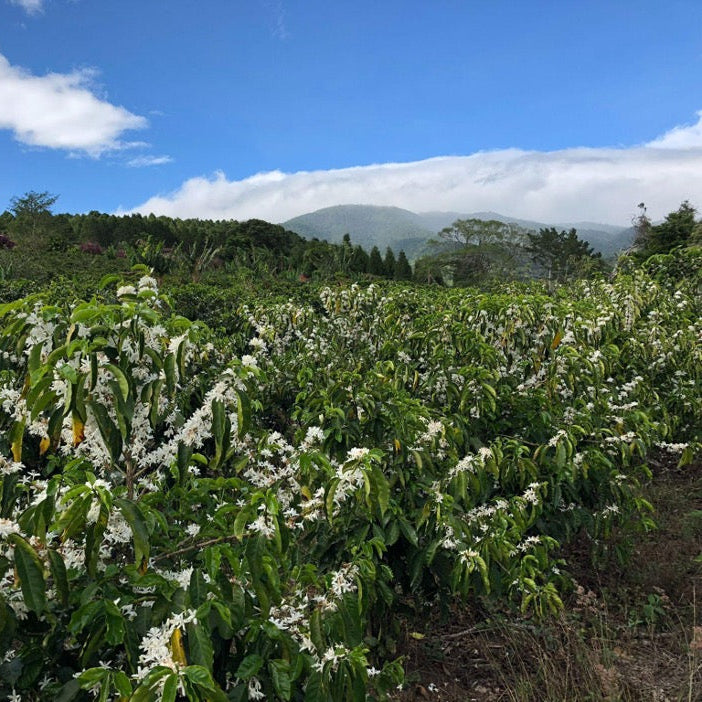 Costa Rica 500G