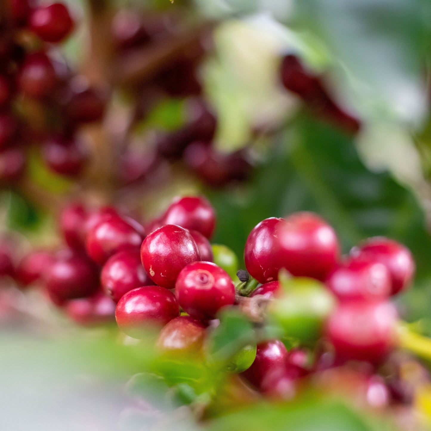 Natural Cascara