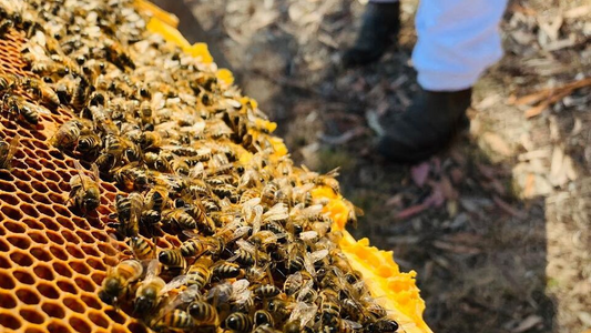 Ben's Bees, beekeeping, beehives 