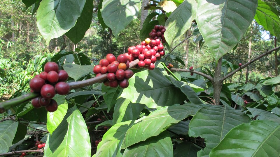 From bean to cup – exploring the roots of coffee harvesting
