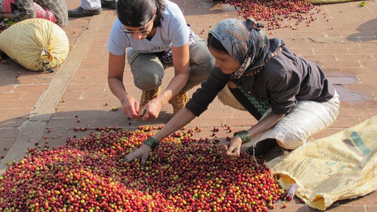 The Coffee Loop - from raw to roasted