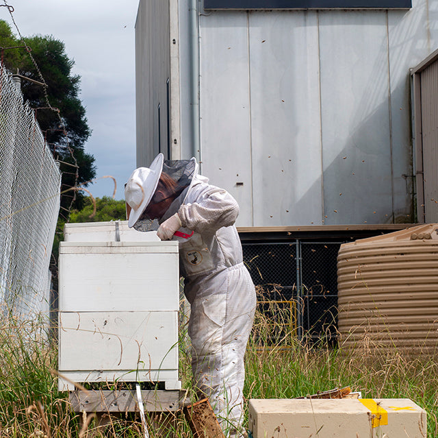 Griffiths Bros Coffee Roasting Bee Keeping. Coffee Roastery. Honey Bee. Bee Hive. Honey.