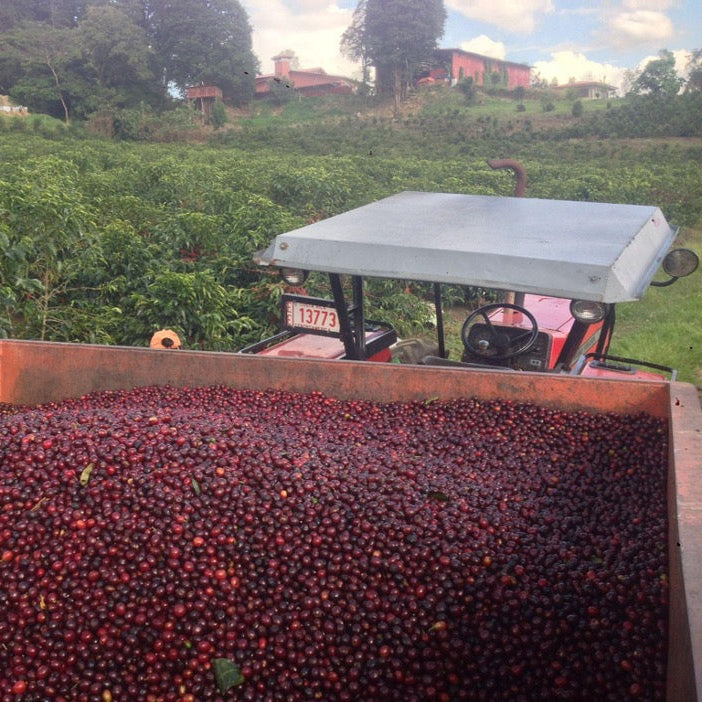 Costa Rica 500G