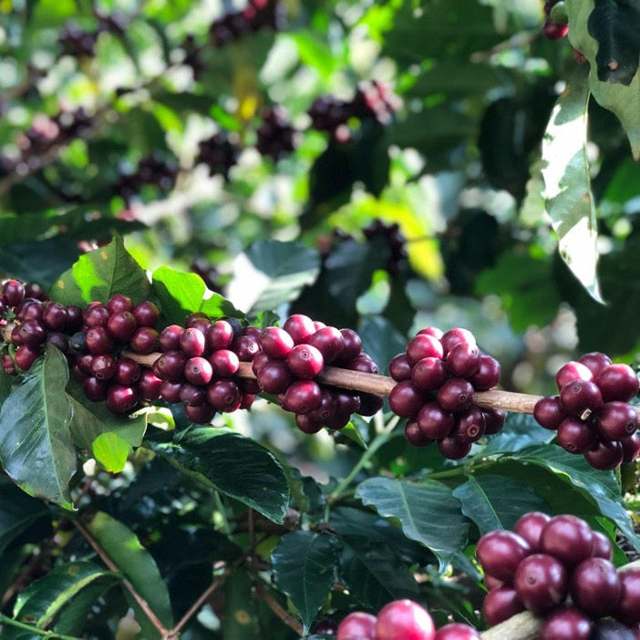 Costa Rica 500G