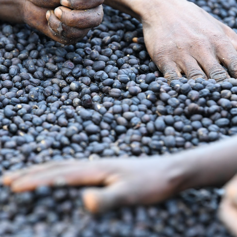 Ethiopia Melakati Tore Badiya 500G