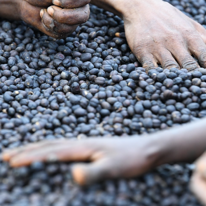 Ethiopia Melakati Tore Badiya 500G