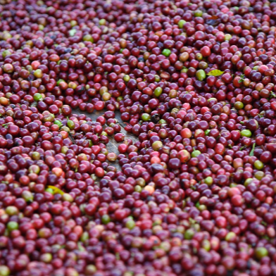 Ethiopia Coffee Cherries Griffiths Bros